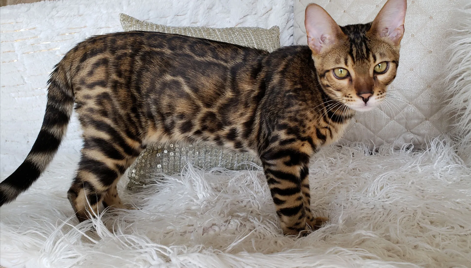 Savannah cat with serval markings